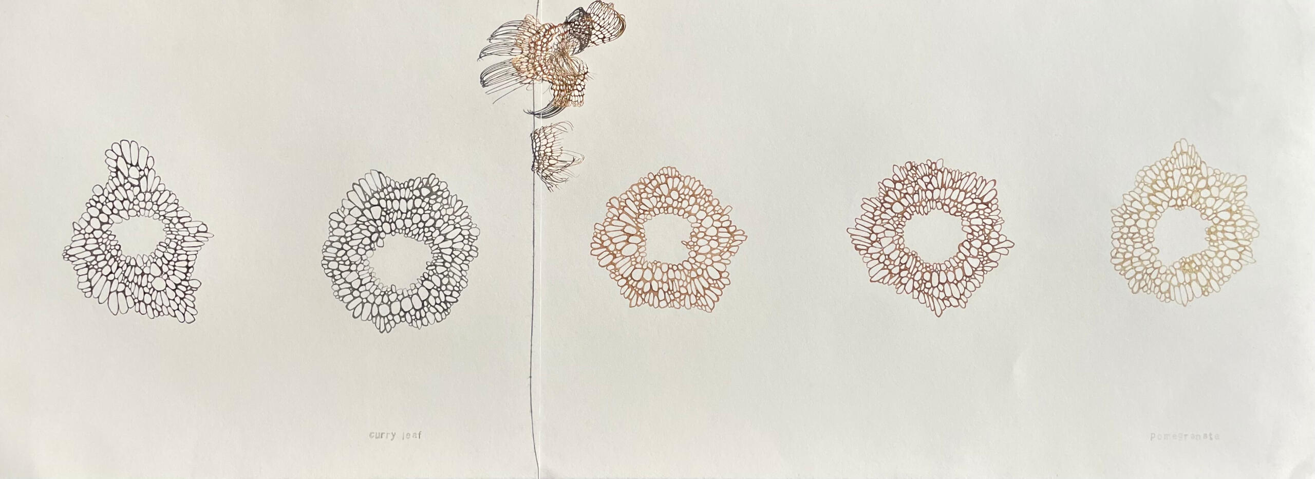Ink of mulberry, lemon verbena, rose hip, pomegranate, curry leaf, plant skeletons found in a street gutter in winter, 2025